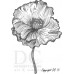 Different Colors S00555 Poppy Flower