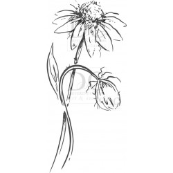 Different Colors S00675-SU00711 Flower Louise