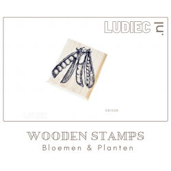 Different Colors S01038-SU01038 Sweet Peas Lathyrus 