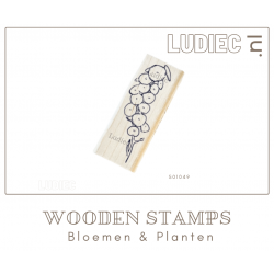 Different Colors SU01049-S01049 Pilea Plant