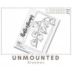 Different Colors SU00972 Lampionplant-Physalis 